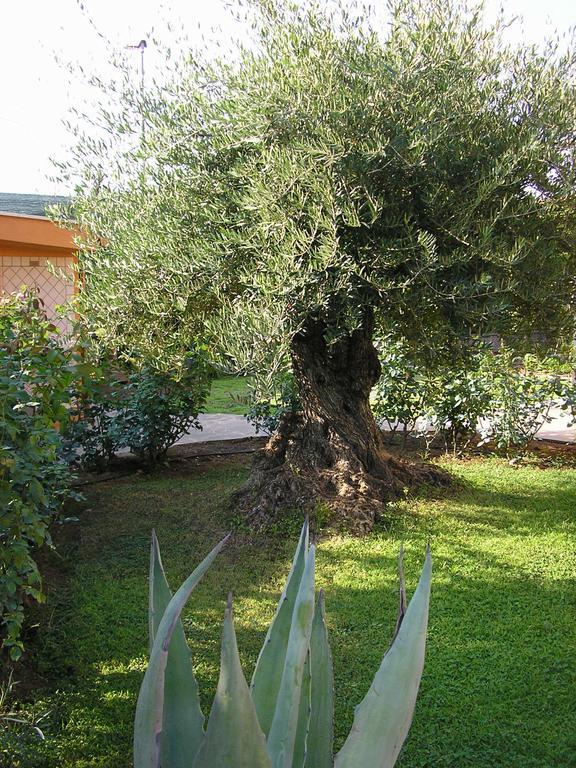 לינה וארוחת בוקר פראסקאטי Al Vecchio Olivo מראה חיצוני תמונה